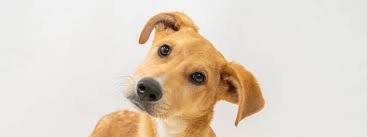 Hope our dog Zeus recover